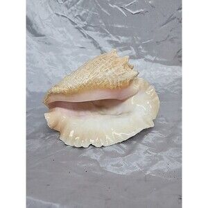 Large Conch Seashell (Pink)  Pink Conch Shell 9x 7.5  inch